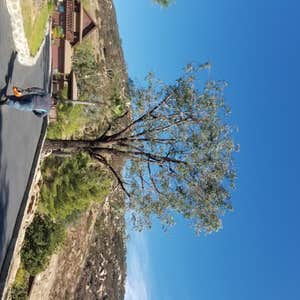 Photos by A Tree Surgeon #1 Several Eucalyptus Tree Trimming in Jamul CA