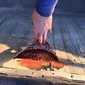 Lambright Roofing