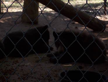 Nm Bear watch 9-23-11