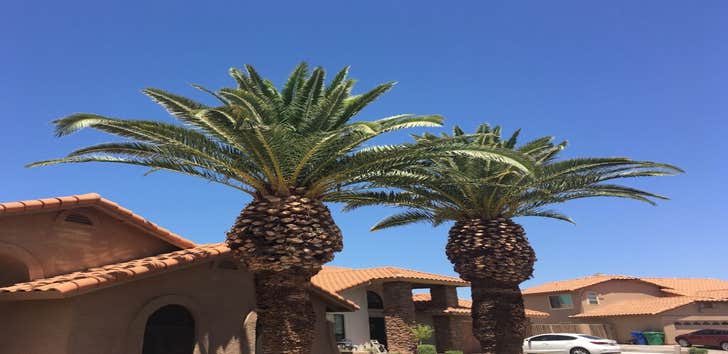 Arizona Urban Arborists