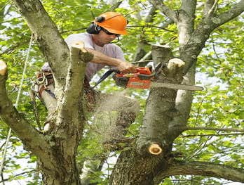 Photos by UNBEATABLE RATES Tree Service & Removal #1