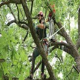Photos by Nature Tree Service of Gainesville #1