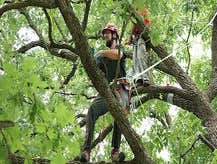 Photos by Nature Tree Service of Gainesville #1