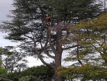 Photos by Villeda Tree Services #1