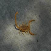 Photos by Pest Control Solutions #1