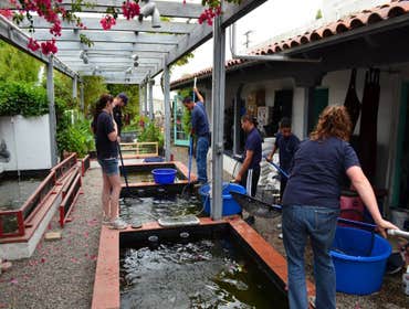 Photos by Santa Barbara Koi #1