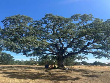 Photos by Discovery Tree Care, Inc #21