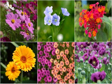 Photos by Mercy Garden Nursery #1