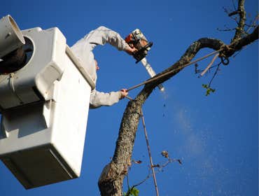 Photos by Roswell Tree Services Co #1
