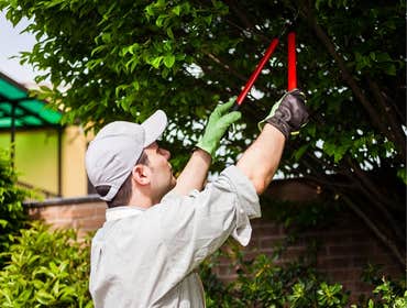 Photos by Roswell Tree Services Co #1
