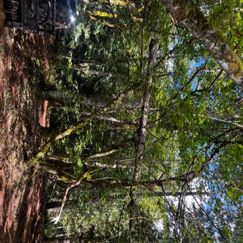 Photos by Chase Construction Inc #1 Cleared all dead timber and mulched underbrush on 3 acres of land to make it safe for customer to use