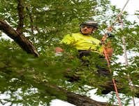 Photos by Elite Tree Care #1