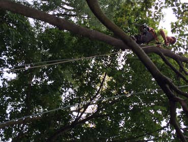Tree Service South Jersey