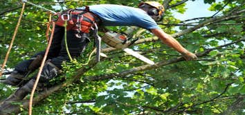 Photos by Fortress Tree Service Bellevue #1