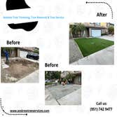 Andrew Tree Trimming, Tree Removal & Tree Service