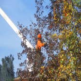 Photos by The Whaling City Tree Service #1