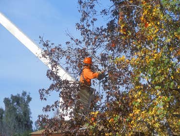 Photos by The Whaling City Tree Service #1