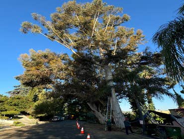 Photos by California Green Tree Care #1