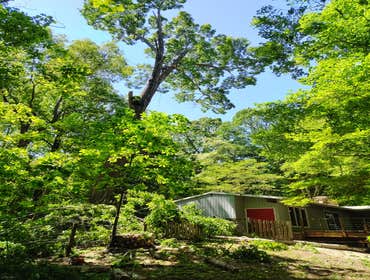 Flores Tree Services General & Landscaping