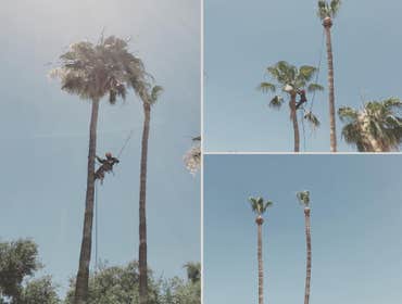 Palm Tree Trimming