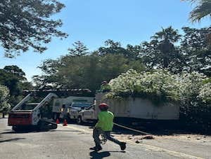 Photos by Legacy Tree Service LLC #2