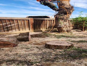 Photos by Pro M Tree Service #43