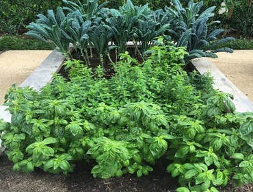 Landscaping
