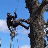 the Regions Tree Service