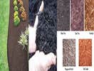 Works by Panfilo Landscaping
