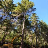 Clearing/Logging