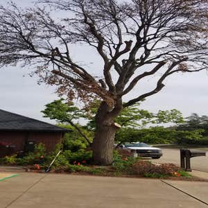 Photos by K&r Tree Service LLC #1