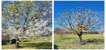 Photos by Erick's Tree Service #1