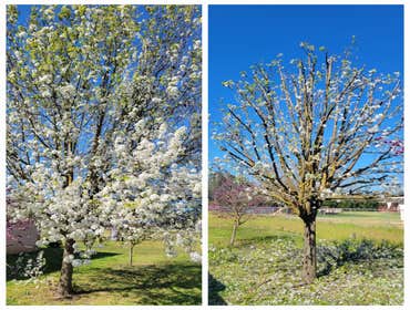 Photos by Erick's Tree Service #1