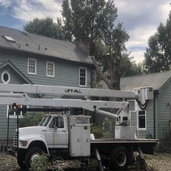 Men In Green | Tree Service