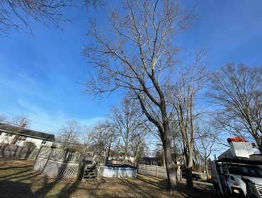 Photos by American Pride Tree Experts & Landscaping Inc #54