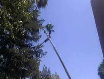 Palm & Tree Trimming