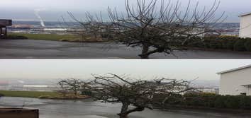Fruit Tree Pruning