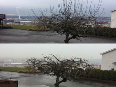 Fruit Tree Pruning