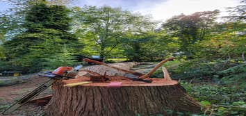 Photos by Alpha Tree Service #1