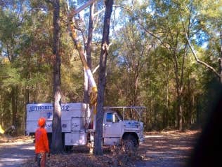 Photos by Authority Tree Service #1