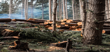 Sid Professional Tree Service LLC