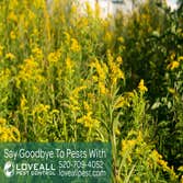 Termite-Pest Control Termite-Pest Control Service