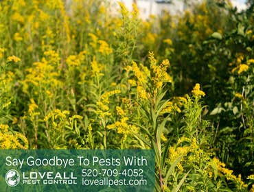 Termite-Pest Control Termite-Pest Control Service