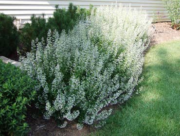 Drought tolerant perennials