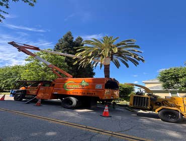 Palm Trimming