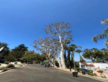Photos by California Green Tree Care #1