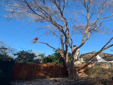 Photos by K-perez Tree Services #1