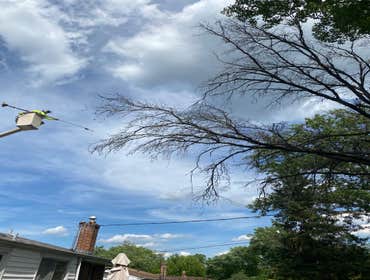 Photos by El Tule Tree Services LLC #8
