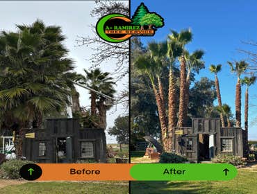 Photos by A+ Ramirez Tree Service #12