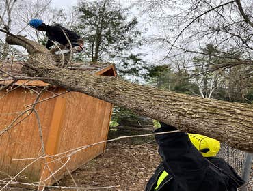 Photos by ALX Tree Services LLC #1
